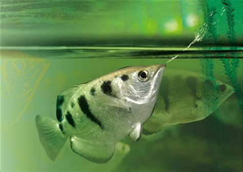  Archerfish! A Tiny Fish With Remarkable Aim That Shoots Down Insects With Powerful Jets of Water