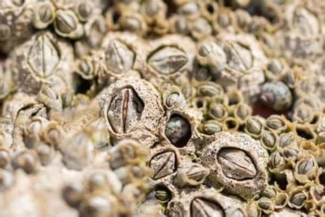 Barnacles A Remarkable Example of Sessile Suspension Feeders With Incredible Evolutionary Adaptations!