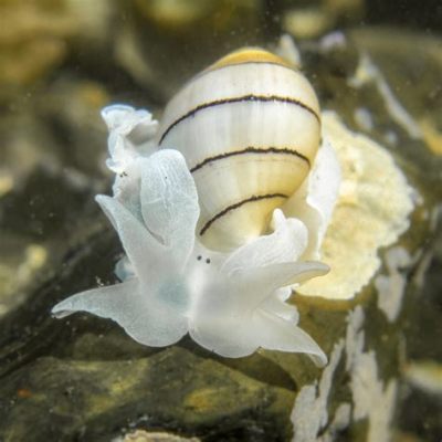 Bubble Snail! A Miniature Underwater Homeowner Possessing Striking Spiral Shell Patterns