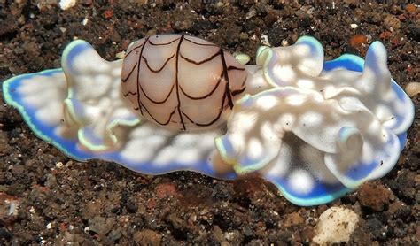  Bubble Snail: A Tiny Creature That Embraces Both Coastal Simplicity and Intricate Shell Beauty!