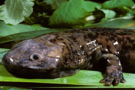  Bullfrog: Experience the Enchanting World of Amphibian Giants and Their Remarkable Vocalizations!