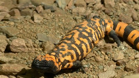  Gila Monster, A Primordial Predator with Armor Like Ancient Legends!