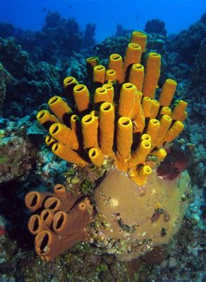  Greenchin Sponge! A Colorful Seafloor Dweller That Thrives In Shallow Reef Habitats