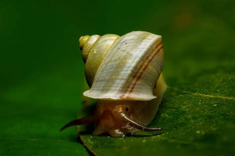  Horn Snail - A Tiny Mollusk That Navigates Its World Through a Spiral Staircase!