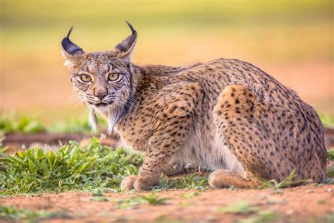  Iberian Lynx! A Marvelous Mountain Dweller With Spectacular Spotted Fur