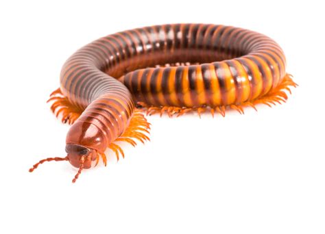  Iulidae: Unearthing the Secrets of Venomous Millipedes with Strikingly Colorful Bodies