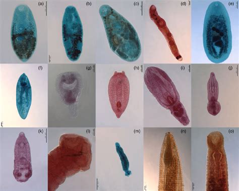  Kirkland fluke: An Expert Guide To These Tiny Freshwater Parasites That Possess Unbelievable Resilience!