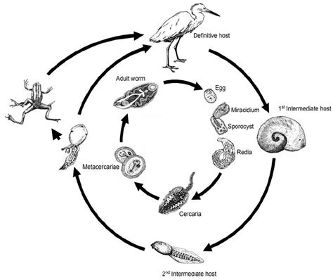  Kirkpatrickia: Are These Tiny Trematodes Hiding a Secretly Complex Life Cycle?