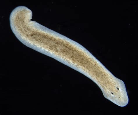  Land Planarians: Exquisitely Colorful Freshwater Dwellers with an Insatiable Appetite for Decay