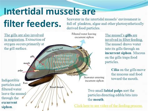  Mussels! Dive into the World of these Filter-Feeding Aquatic Architects