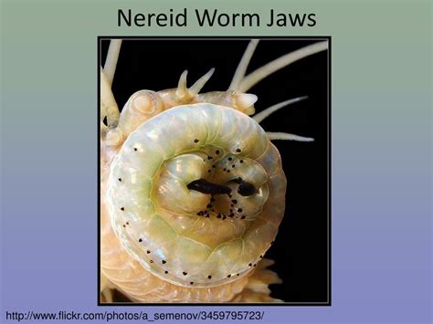  Nereid Worm: Are You Ready for the Ultimate Aquatic Hitchhiking Experience?