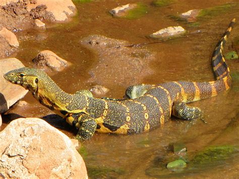  Nile Monitor! An Ancient Lineage Embracing Both Solitary Prowess and Sociable Gatherings