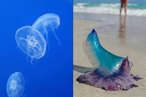  Oceanic Jellyfish! A Miniature Marvel With a Sting That Packs a Punch 