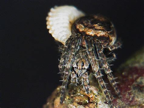 Oceanic Orb-Weaver! A Tiny Transparent Predator With Remarkably Delicate Tentacles