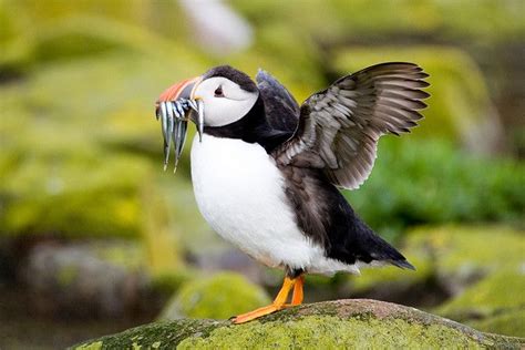  Puffin! These Adorable Seabirds With Striking Beaks Are Masters Of Underwater Acrobatics