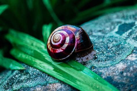  Purple Snail: Unraveling the Mysteries of this Exquisite Shell-Dweller!