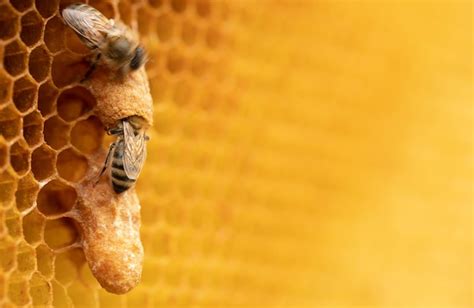  Queen Bee: An Architectural Marvel Ruling Over a Honeycomb Empire!