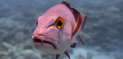  Red Snapper: Discover the Fierce Beauty and Delicious Delicacy That Lurks Beneath the Waves!