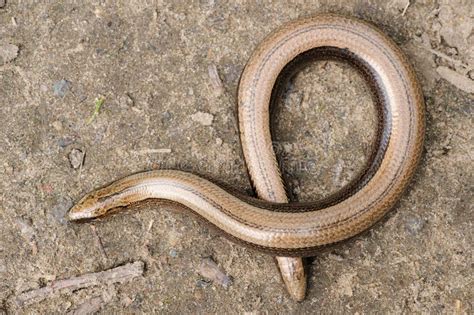  Slow Worm: Unraveling the Mysteries of This Legless Lizard That Loves to Burrow!