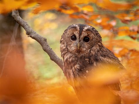  Tawny Owl: Unearthing the Secrets of This Silent Hunter With Striking Golden Eyes! 