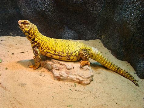  Understanding the Ubiquitous Uromastyx : Uncovering the Secrets of this Fascinating Desert Lizard