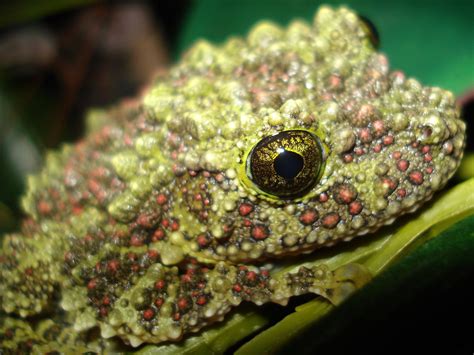  Vietnamese Moss Frog: A Master Of Camouflage Who Lives On Land But Breeds In Water!