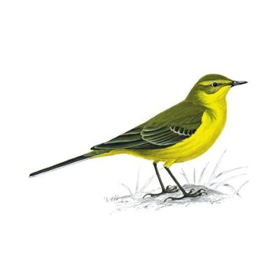 Yellow Wagtail! A Bird That Embodies both Graceful Flight and Energetic Foraging Habits!