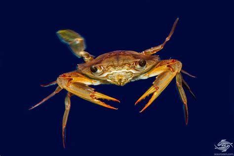 Zeugopterus!  A Crustacean Known for Its Exquisite Swimming Abilities Despite Its Lackluster Name